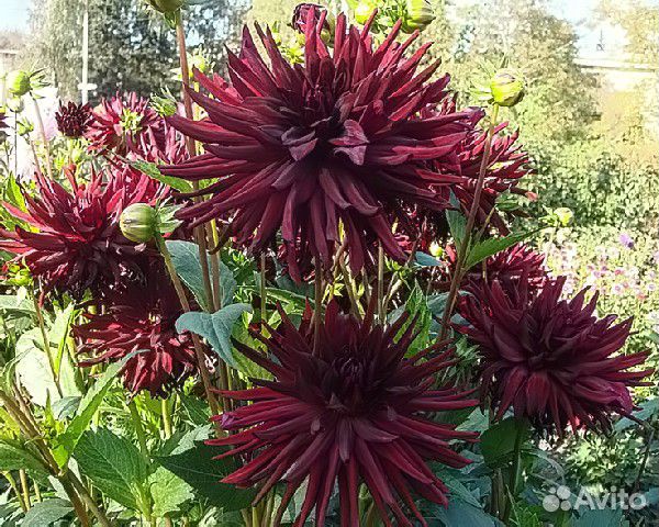 Черные георгины