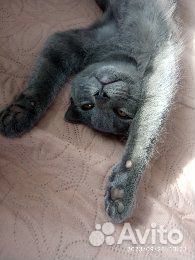 Отдаем котика
