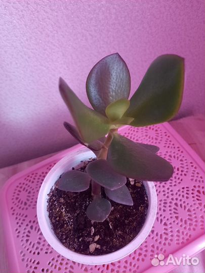 Комнатные растения