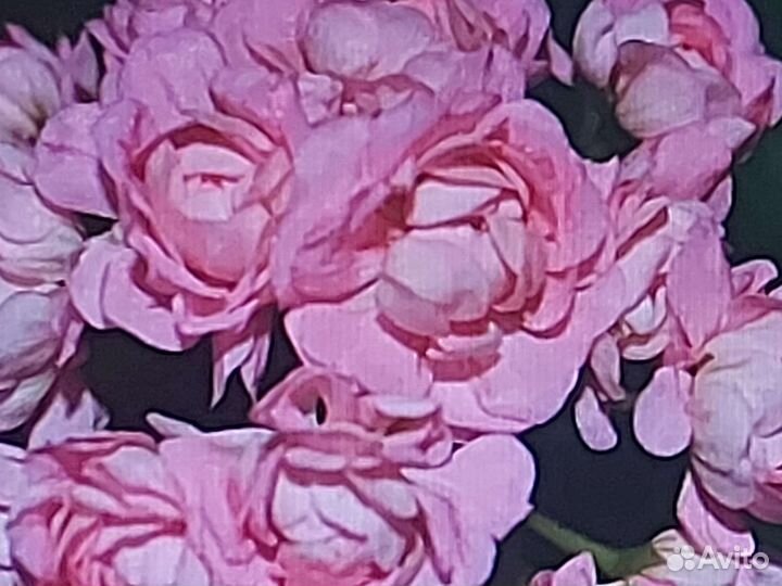 Срез сортовых пелларгоний