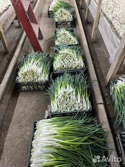 Зеленый лук оптом