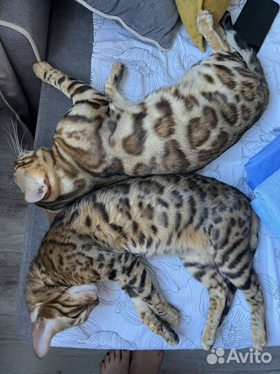 Бенгальский котик для Вашей кошечки