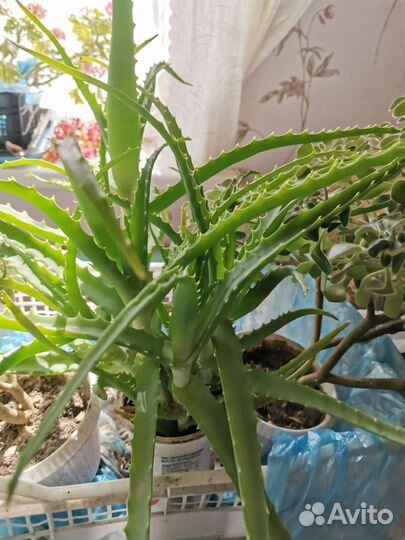 Герань, аихризон, сенсевьера, алоэ вера