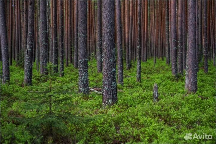 Черника свежая / ягоды