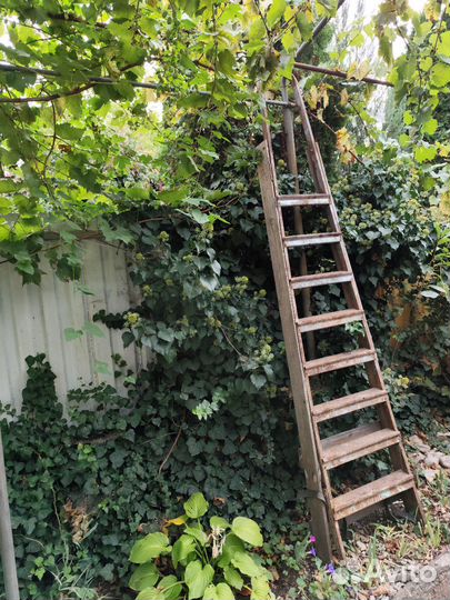 Плющ огромный