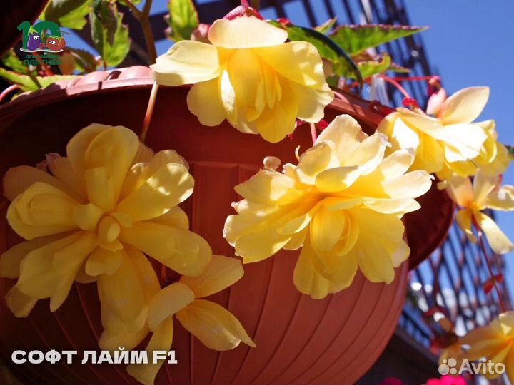 Ампельные клубневые бегонии