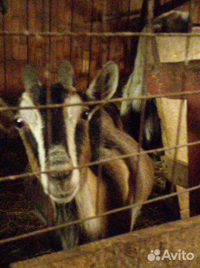 Молоко козье, коровье и молочные продукты