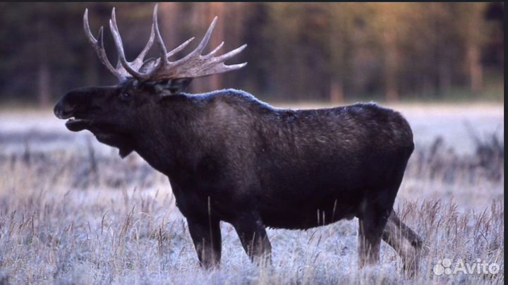 Охота: лось, кабан, косуля