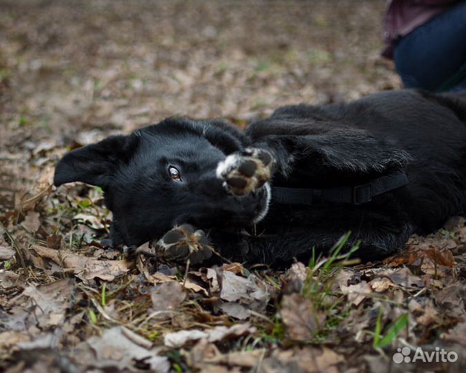 Собака в добрые руки