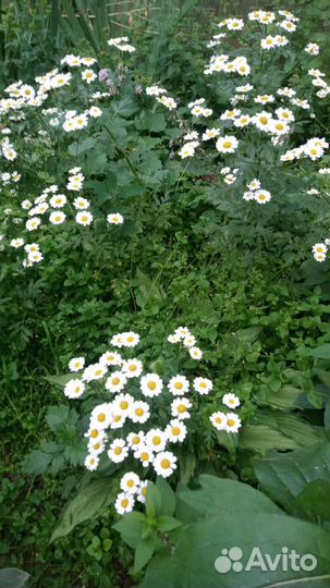 Пижма девичья