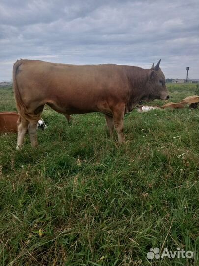 Бычок 1,5 года