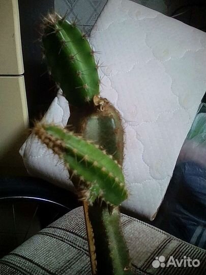 Кактус Эхиноцереус