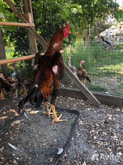 Бойцовые петухи