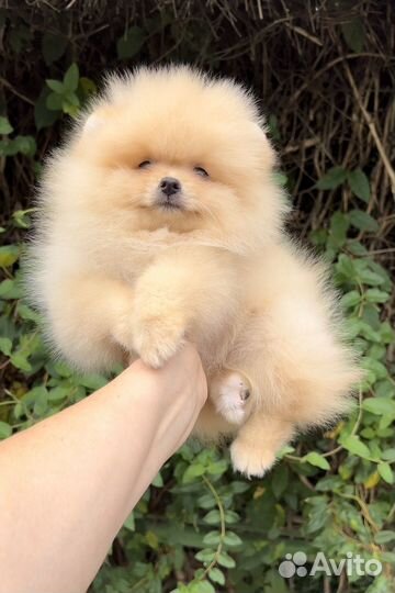 Померанский шпиц