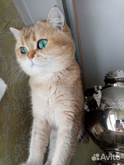 Шатланские золотой