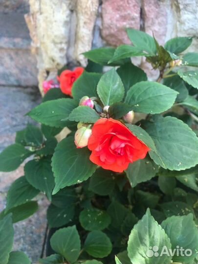 Бальзамин махровый (Ванька мокрый)