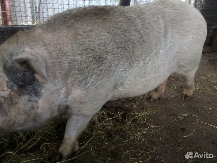 Хряк на племя