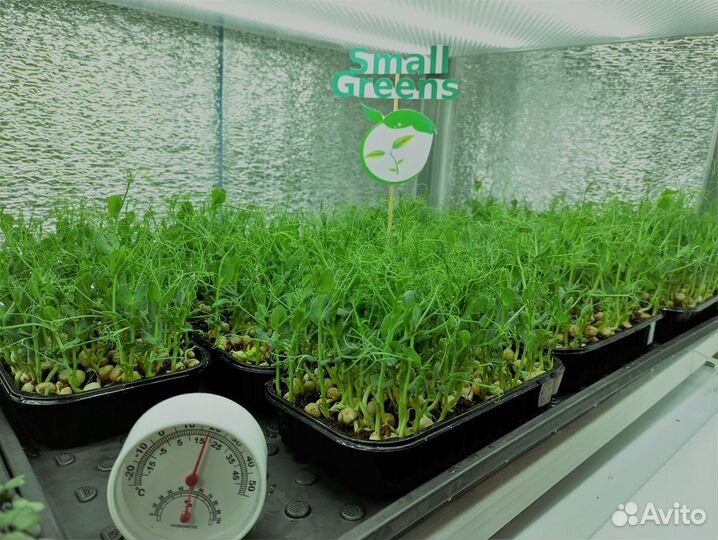 Микрозелень в наличии и под заказ С доставкой