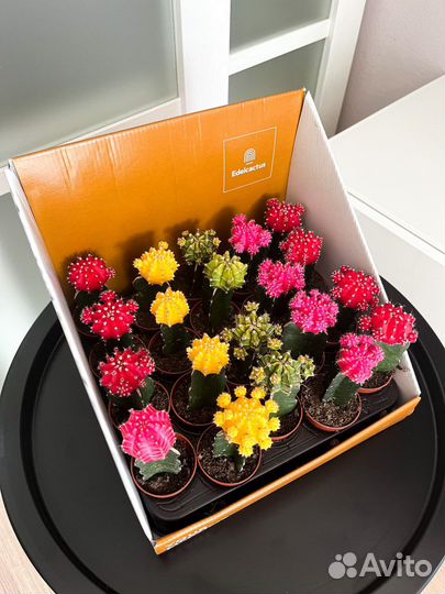 Кактус гимнокалициум