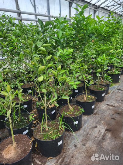 Мандариновое дерево 1.5м