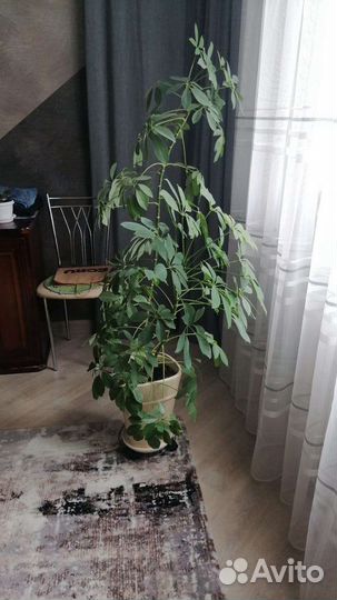 Комнатные цветы шефлера