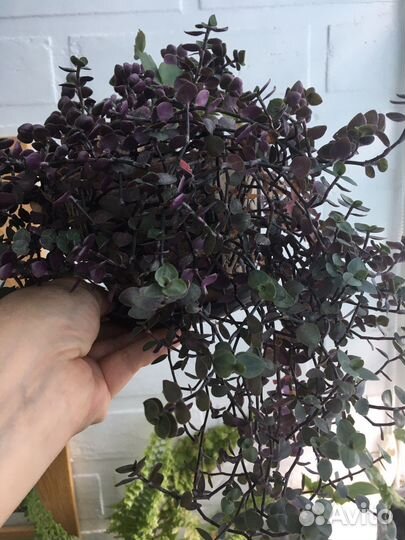 Коллизия Бьянка, Крибо,Голд,Бамбино