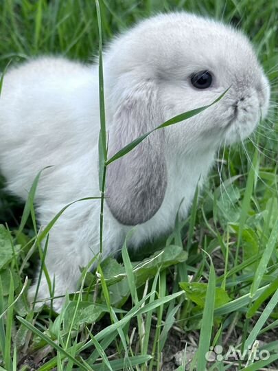 Вислоухий крольчонок