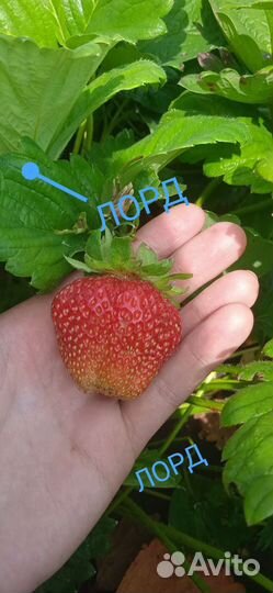Клубника рассада