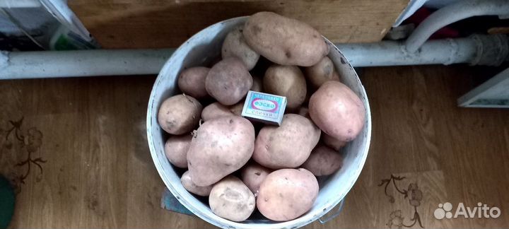 Картофель домашний на еду 2023