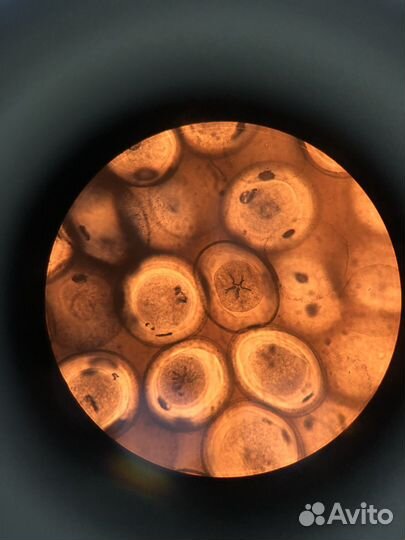 Репетитор по биологии