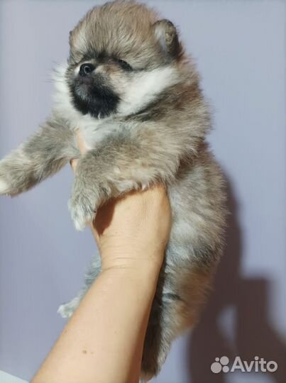 Домашний Мишка