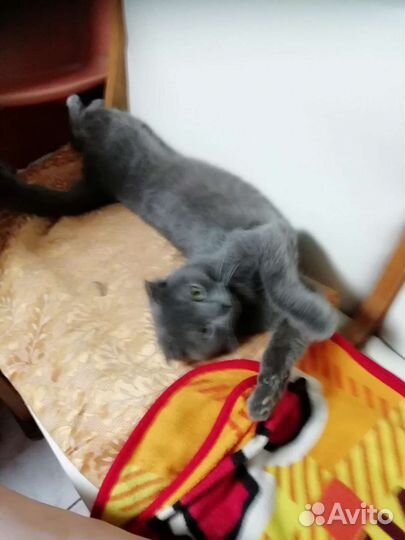 Кошечка вислоухая