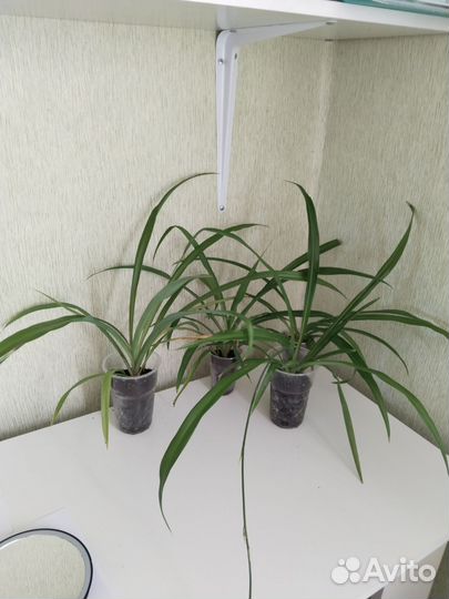 Комнатные растения