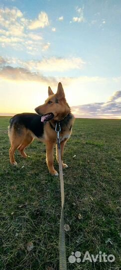 Собаки в дар бесплатно, в добрые руки