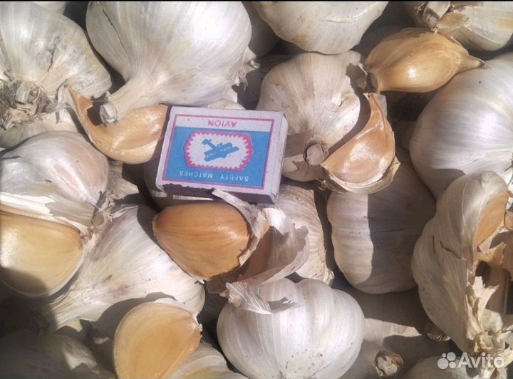 Чеснок рокамболь