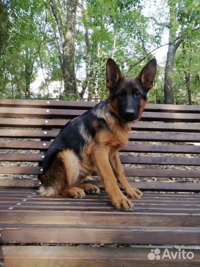 Щенок овчарки