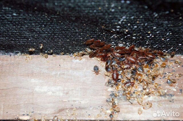 Уничтожение тараканов, клопов и муравьев объявление продам