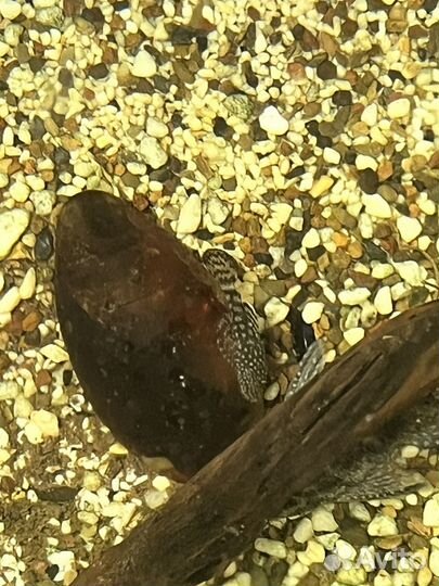 Сомики анциструсы