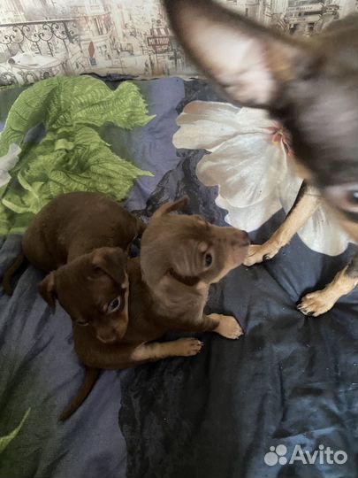 Мини той-терьер щенки