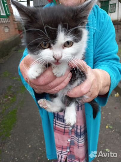 Кошки в добрые руки бесплатно