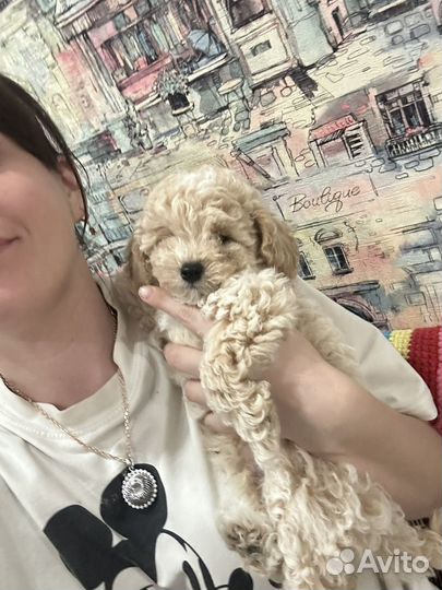 Микро мальчики и девочки