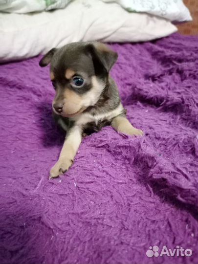 Мини той-терьер щенки