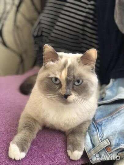 Сиамские кошка бесплатно