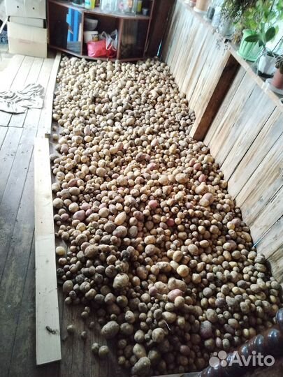 Продам картофель и тыкву