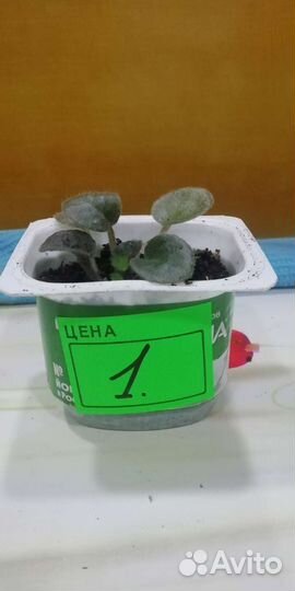 Сортовые фиалки. Разделённые