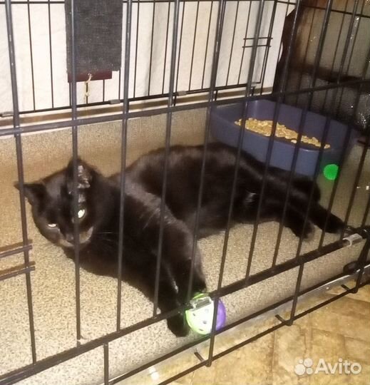 Чёрная кошка в самые добрые руки