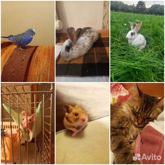 Передержка животных и выгул собак