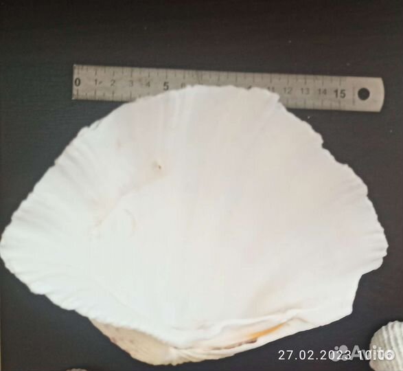 Морские ракушки