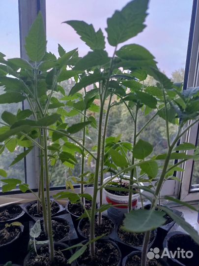 Рассада помидоров томатов