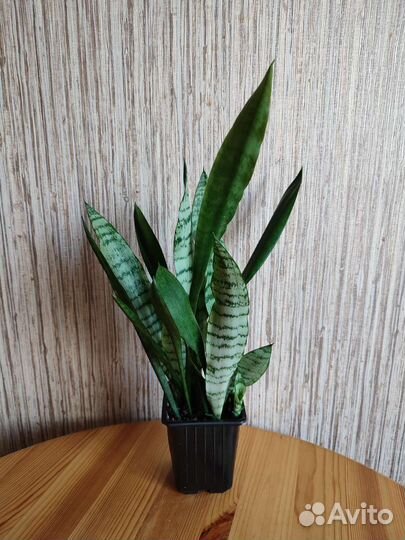 Сансевиерия тещин язык щучий хвост